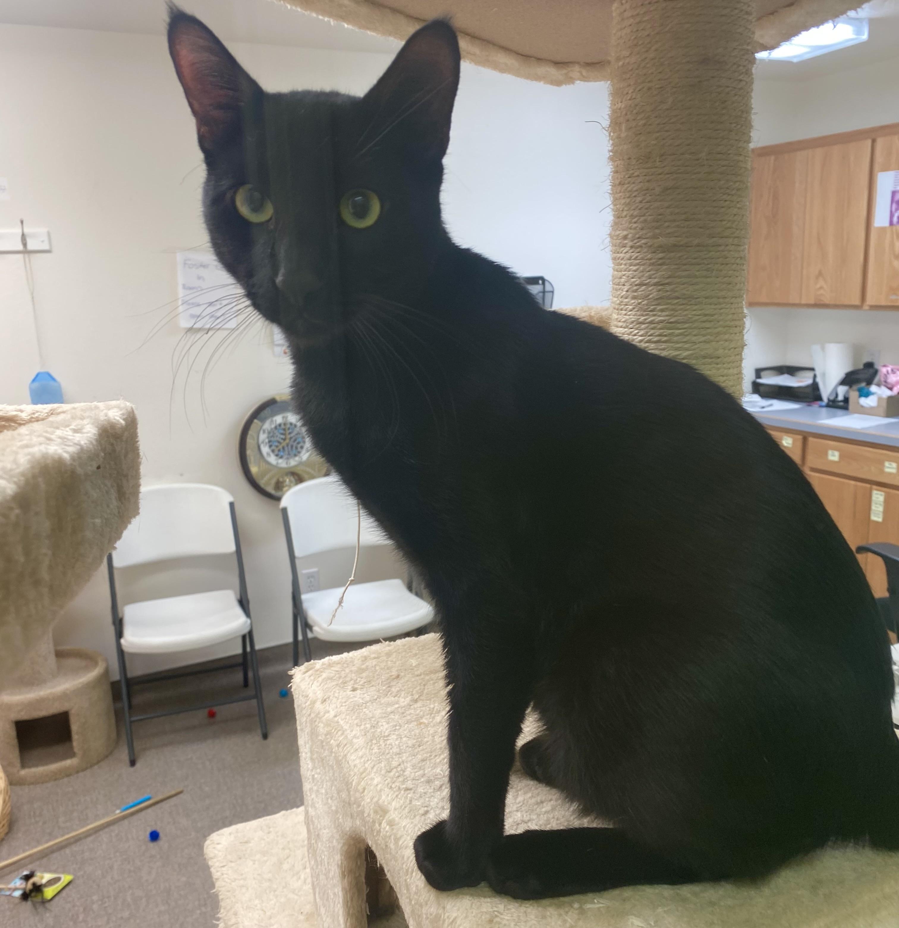 Enlarge Binx, a ADOPTABLE Domestic Short Hair in Pocatello, ID image 2/5