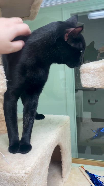 Enlarge Binx, a ADOPTABLE Domestic Short Hair in Pocatello, ID video 5/5