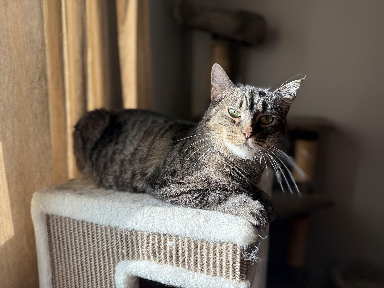 Maggie, a Adoptable Tabby in Fenton, MO image 1/3