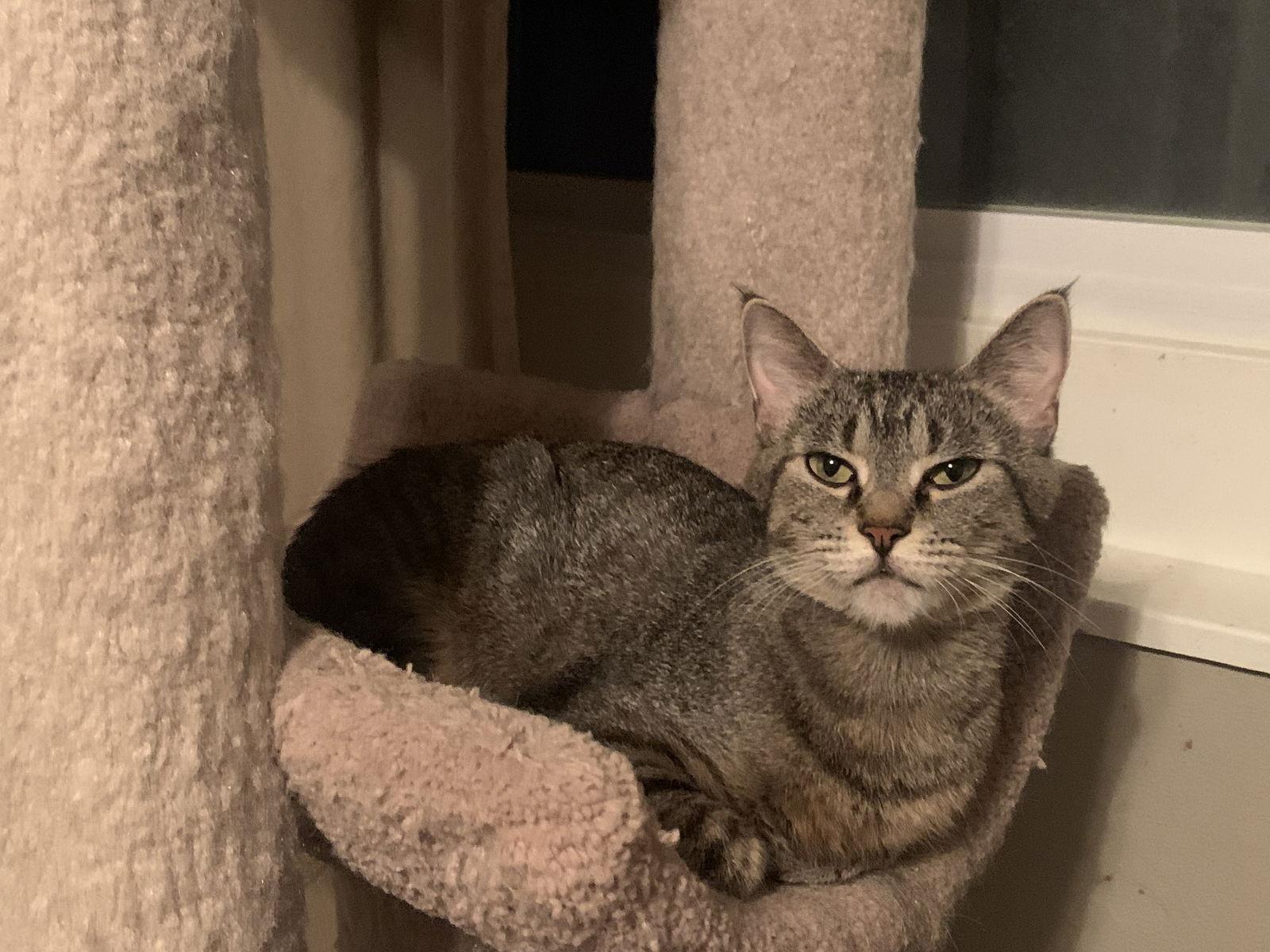 Maggie, a Adoptable Tabby in Fenton, MO image 2/3