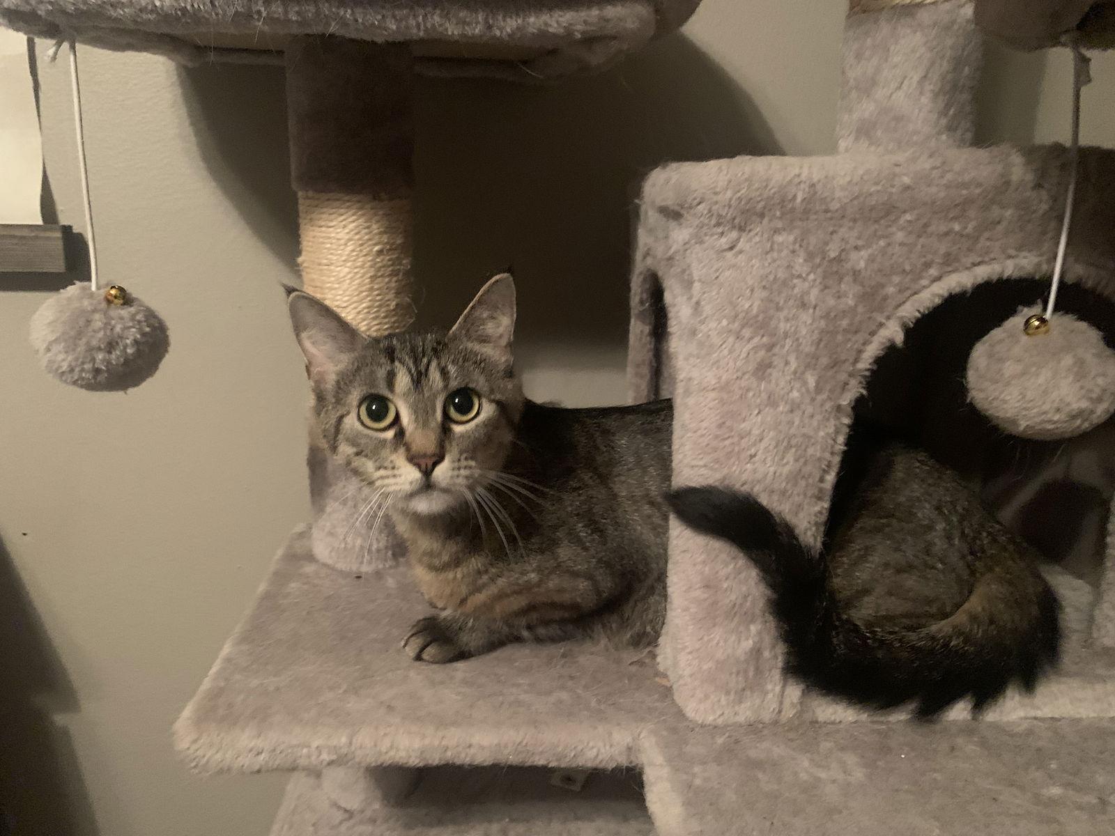 Maggie, a Adoptable Tabby in Fenton, MO image 3/3