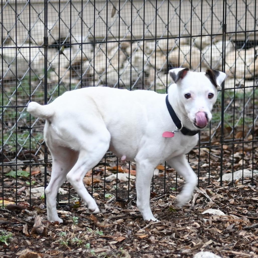 Wishbone, Adoptable, Adult Female Jack Russell Terrier.