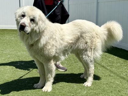 Zupa, adopted, Adult Male Polish Lowland Sheepdog.