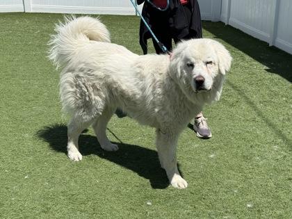 Enlarge Zupa, an adopted Polish Lowland Sheepdog in Downers Grove, IL image 2/3