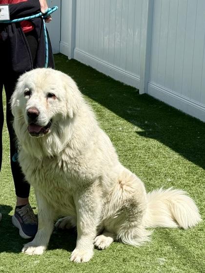 Enlarge Zupa, an adopted Polish Lowland Sheepdog in Downers Grove, IL image 3/3