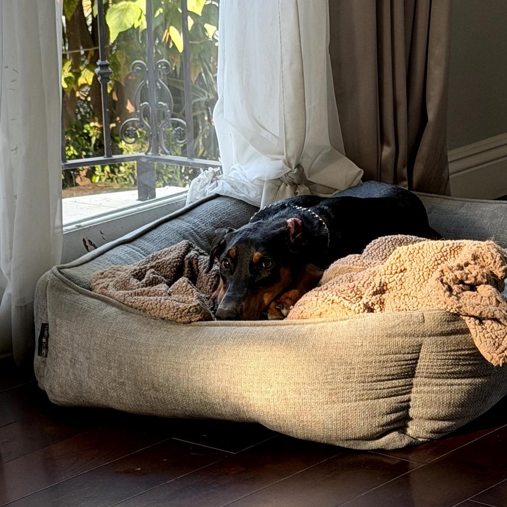 Enlarge Aeries, a Adoptable Doberman Pinscher in Studio City, CA image 1/6