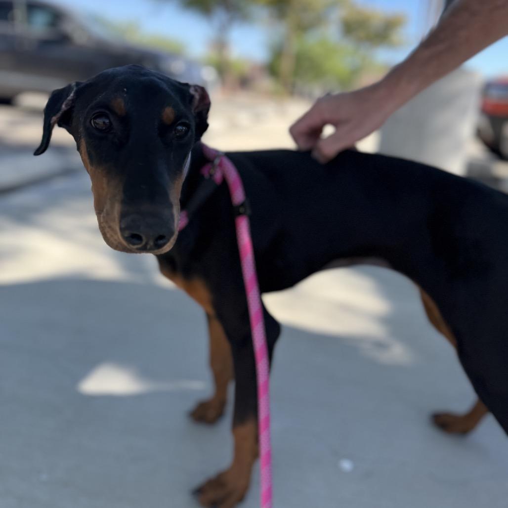 Enlarge Aeries, a Adoptable Doberman Pinscher in Studio City, CA image 2/6