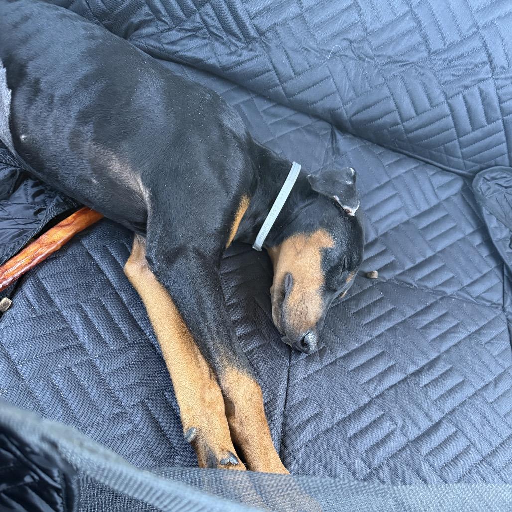 Enlarge Aeries, a Adoptable Doberman Pinscher in Studio City, CA image 3/6