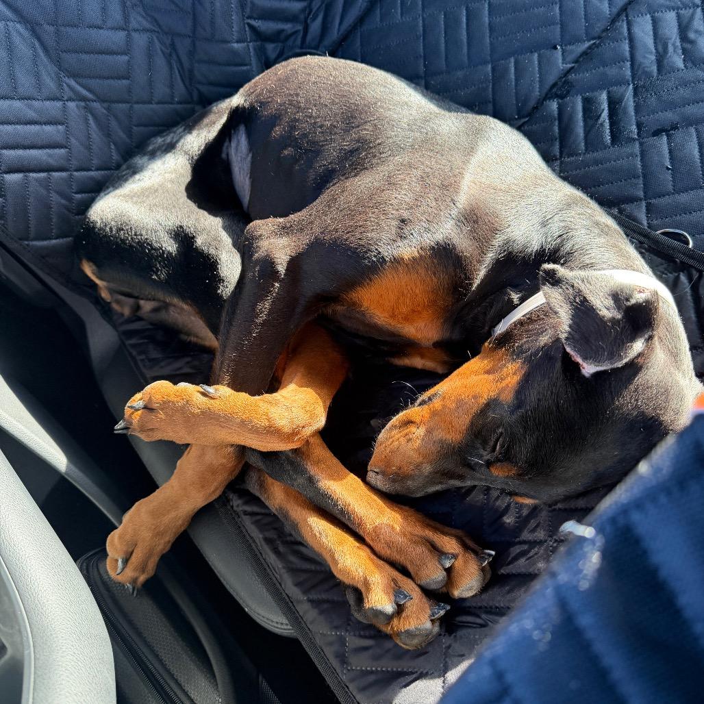 Enlarge Aeries, a Adoptable Doberman Pinscher in Studio City, CA image 4/6