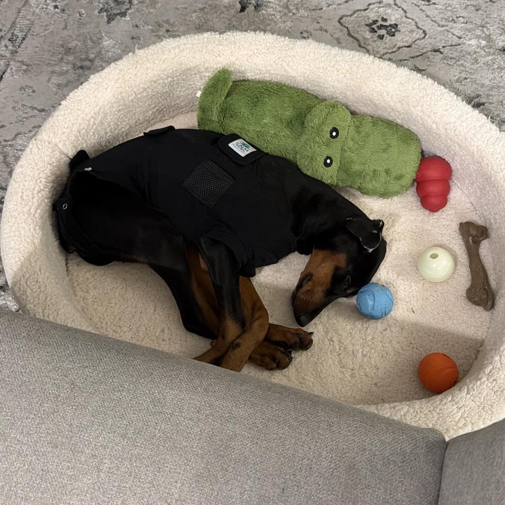Enlarge Aeries, a Adoptable Doberman Pinscher in Studio City, CA image 5/6