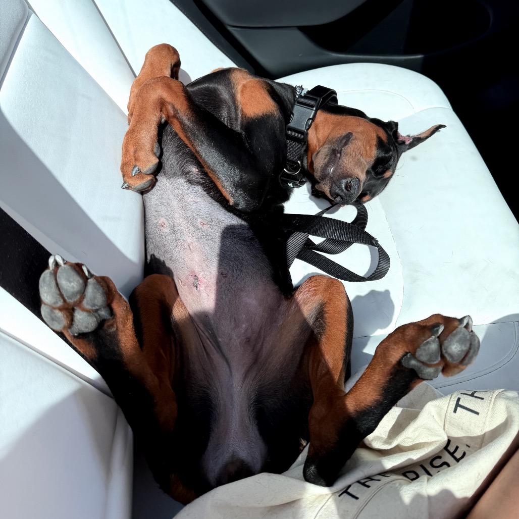 Enlarge Aeries, a Adoptable Doberman Pinscher in Studio City, CA image 6/6