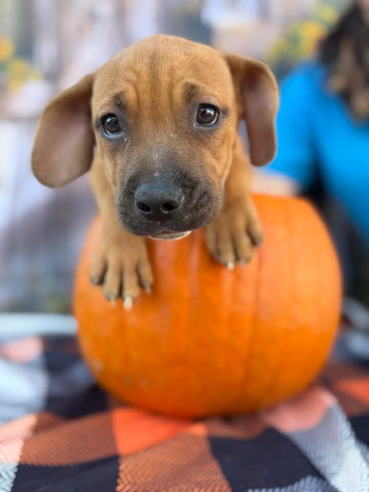 Enlarge Audrey, a Adoptable Mixed Breed in Lakeland, GA image 1/1