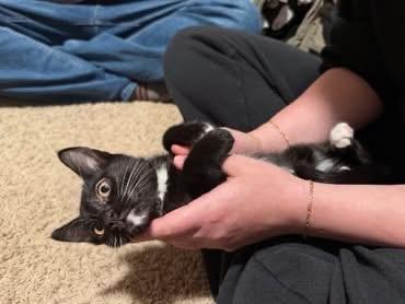 Belle, Adoptable, Kitten Female Domestic Short Hair.