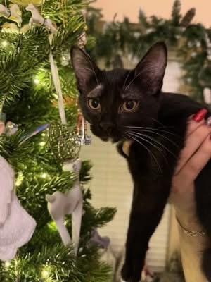 Belle, Adoptable, Kitten Female Domestic Short Hair.