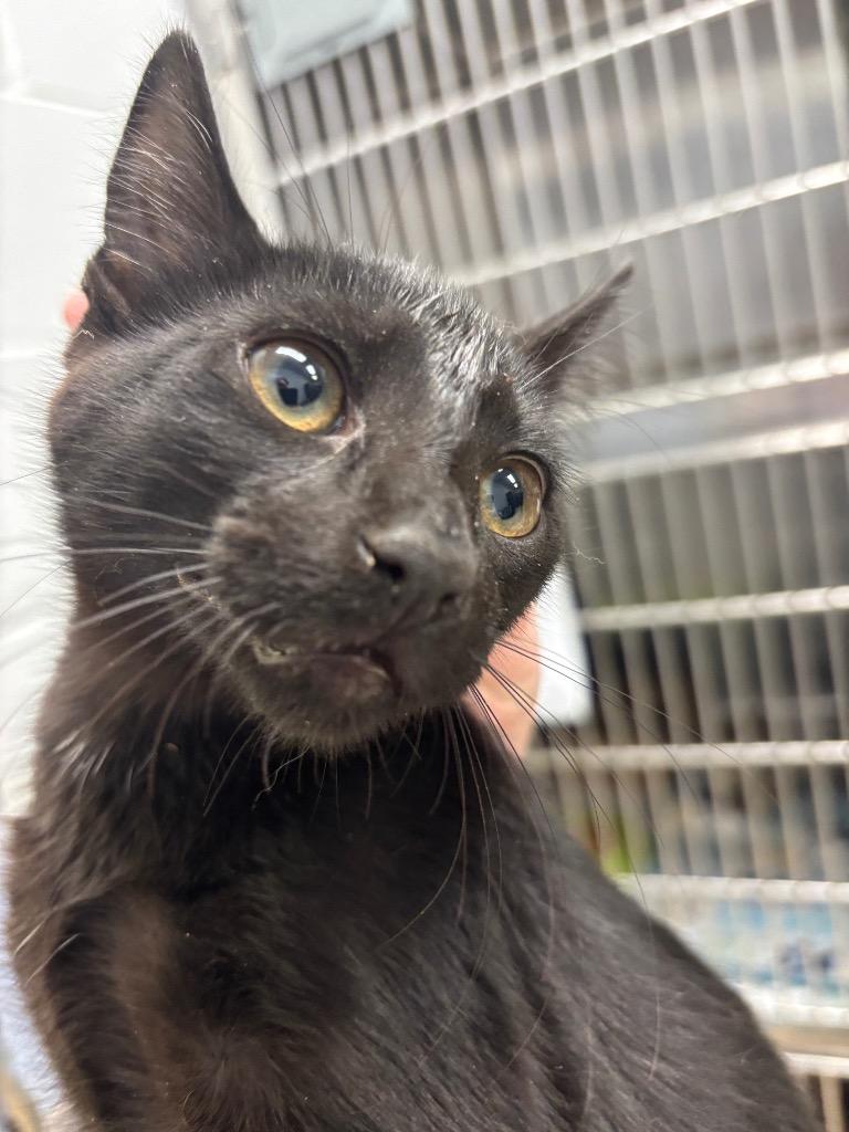 BLUE, Adoptable, Kitten Male Domestic Short Hair.