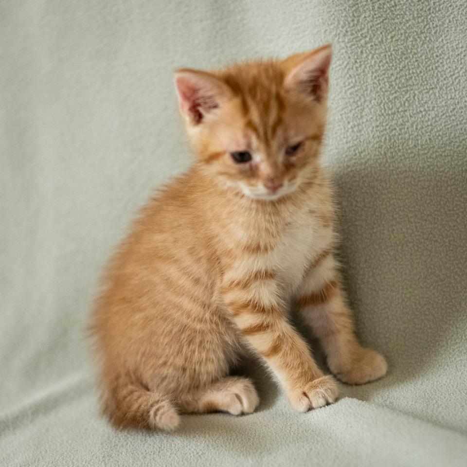 Phaeton, Adoptable, Kitten Male Domestic Short Hair.