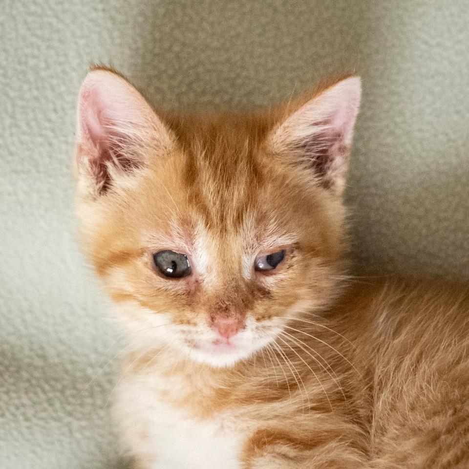 Enlarge Phaeton, a Adoptable Domestic Short Hair in Las Cruces, NM image 2/3