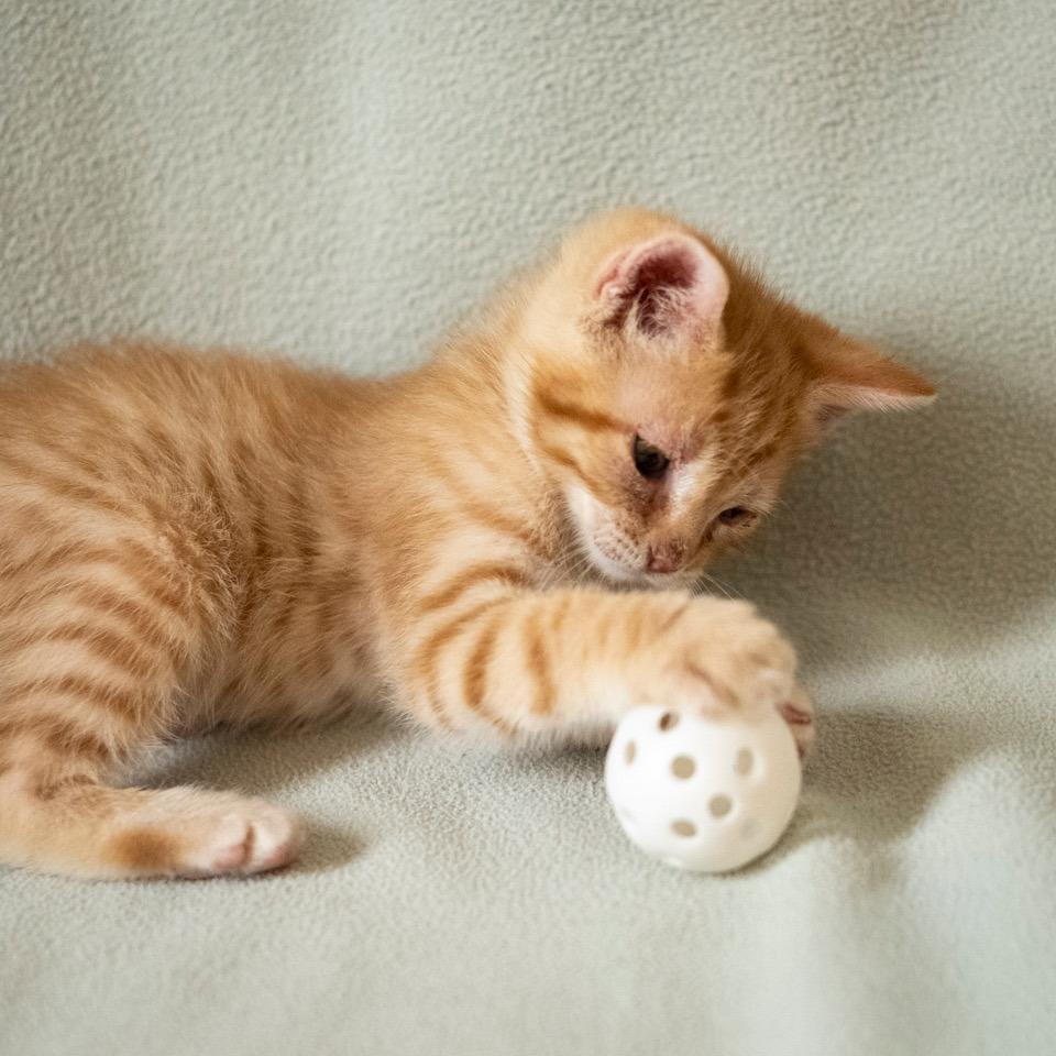 Enlarge Phaeton, a Adoptable Domestic Short Hair in Las Cruces, NM image 3/3