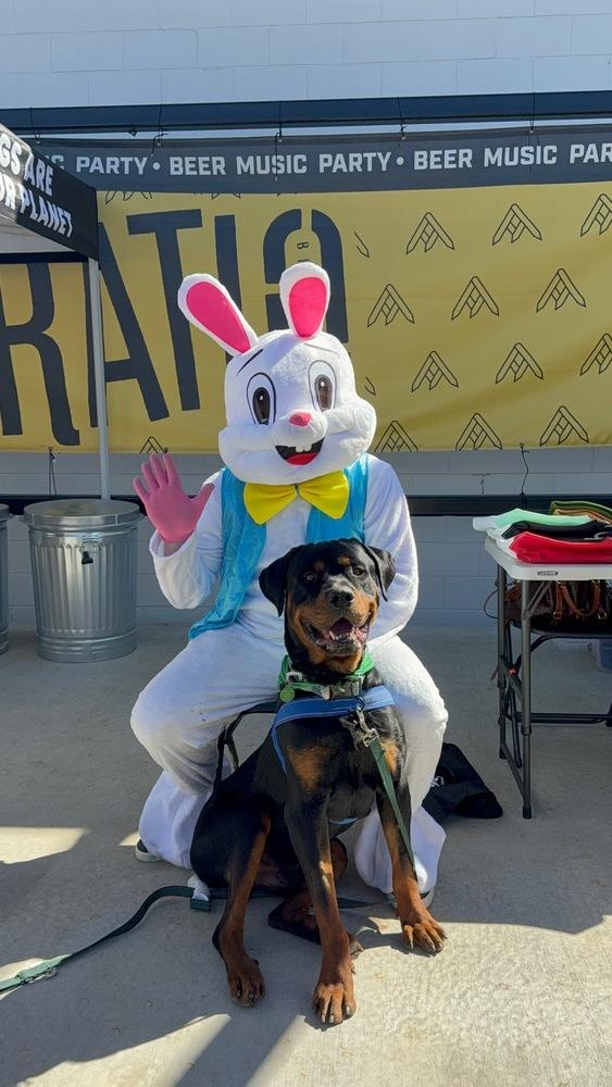 Kane, Adoptable, Adult Male Rottweiler.