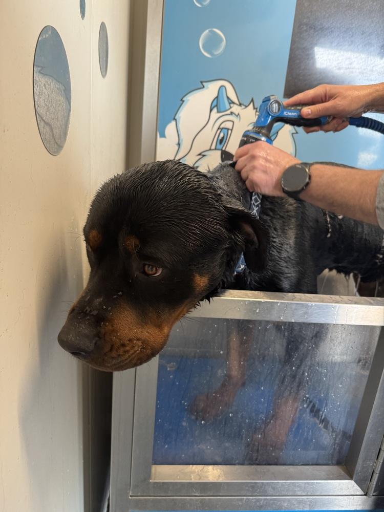 Enlarge Kane, a Adoptable Rottweiler in Denver, CO image 2/6