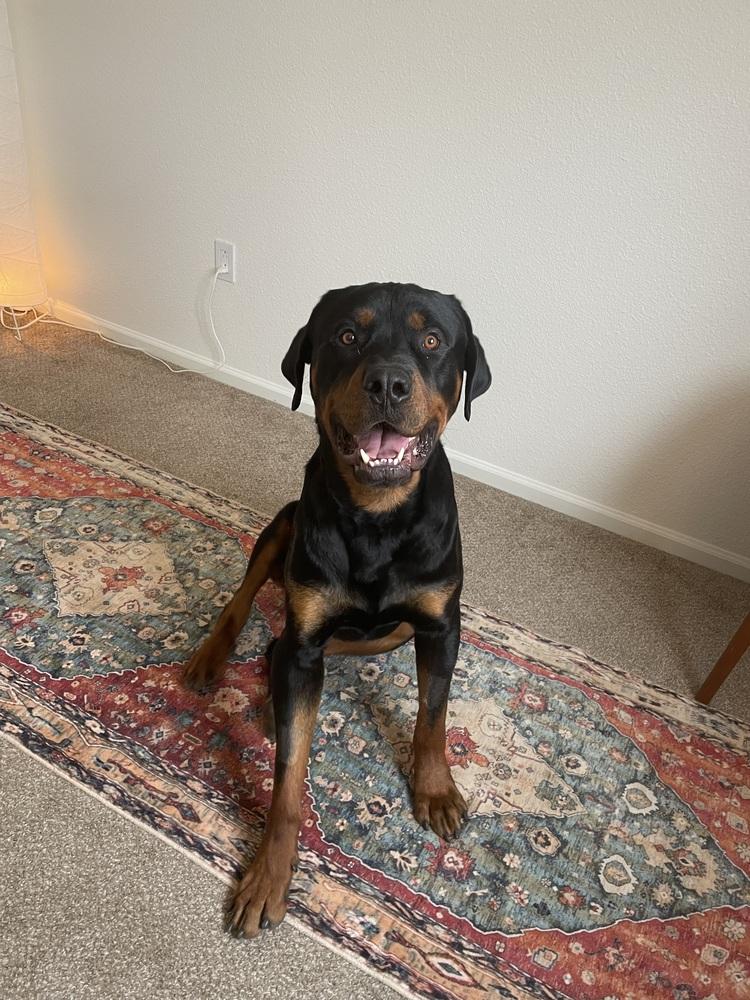 Enlarge Kane, a Adoptable Rottweiler in Denver, CO image 3/6
