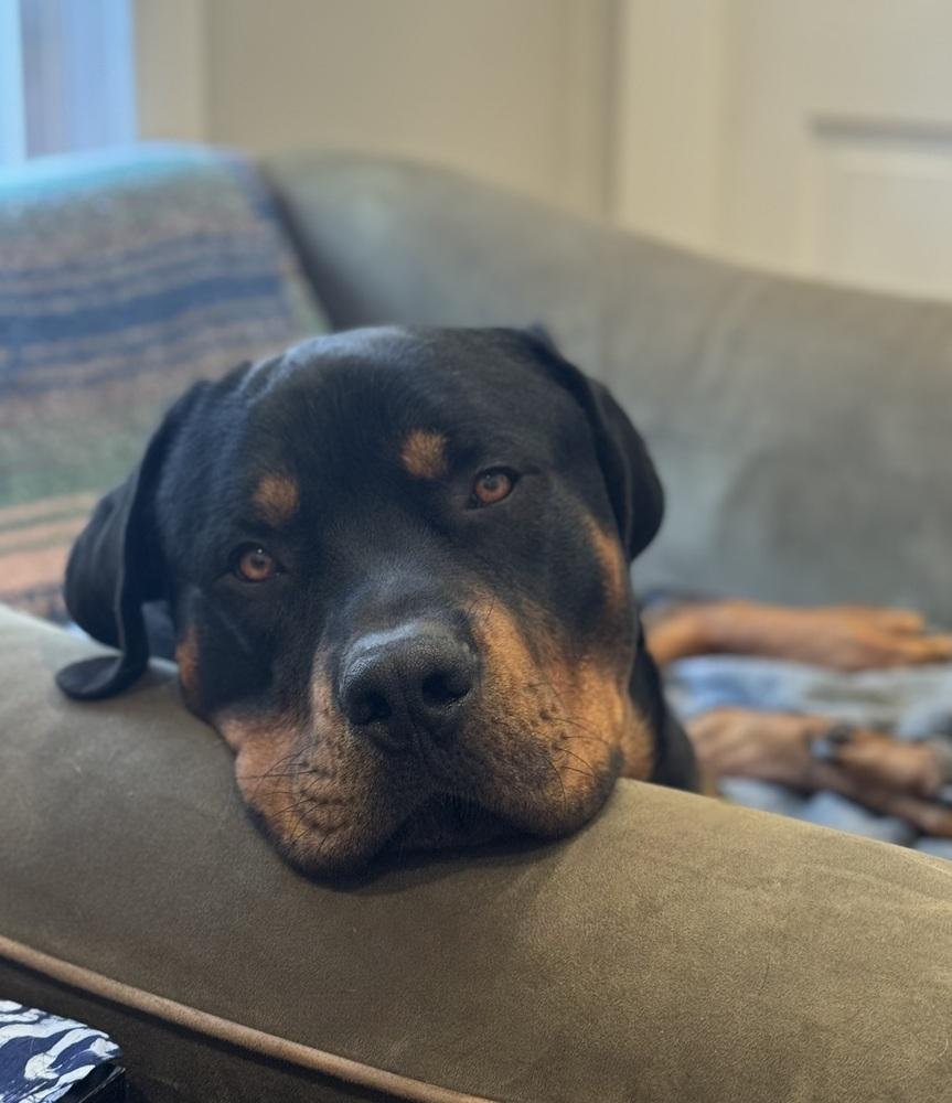 Kane, a Adoptable Rottweiler in Denver, CO image 5/6