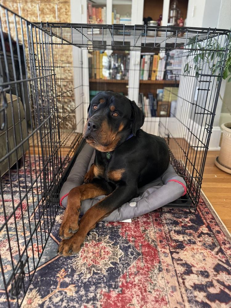 Enlarge Kane, a Adoptable Rottweiler in Denver, CO image 4/6