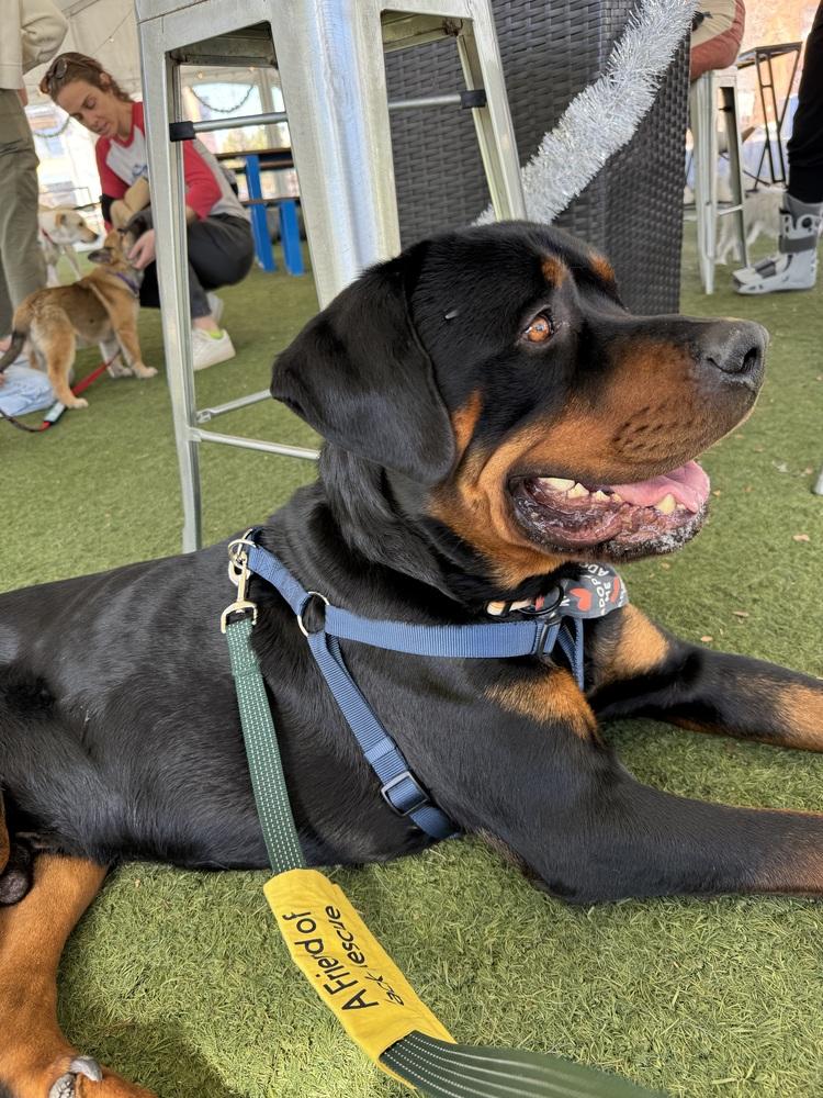 Enlarge Kane, a Adoptable Rottweiler in Denver, CO image 5/6