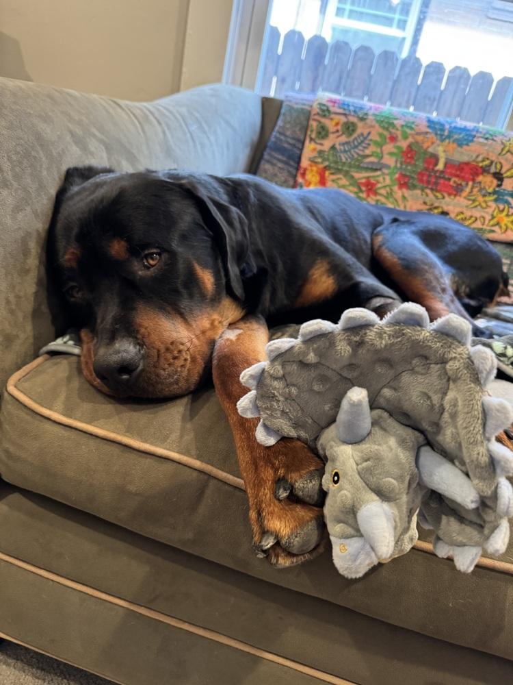 Enlarge Kane, a Adoptable Rottweiler in Denver, CO image 6/6
