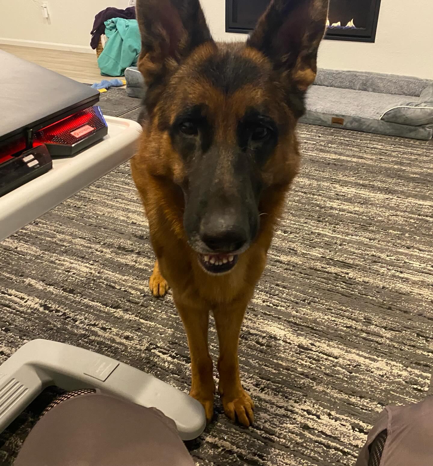 Tijuana Charlie, a Adoptable German Shepherd Dog in Lakewood, CO image 1/3