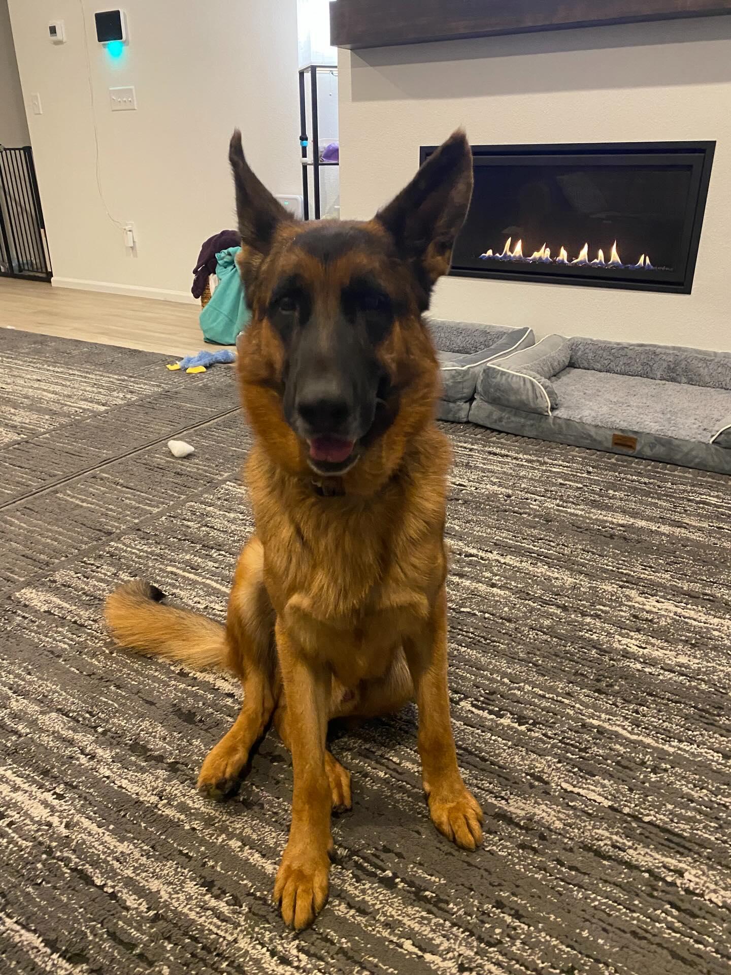 Tijuana Charlie, a Adoptable German Shepherd Dog in Lakewood, CO image 2/3