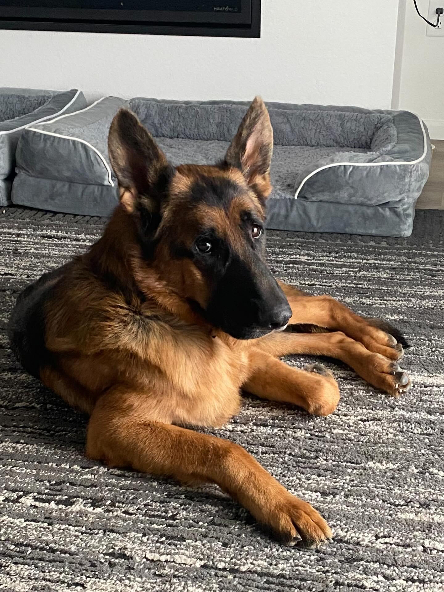 Tijuana Charlie, a Adoptable German Shepherd Dog in Lakewood, CO image 3/3