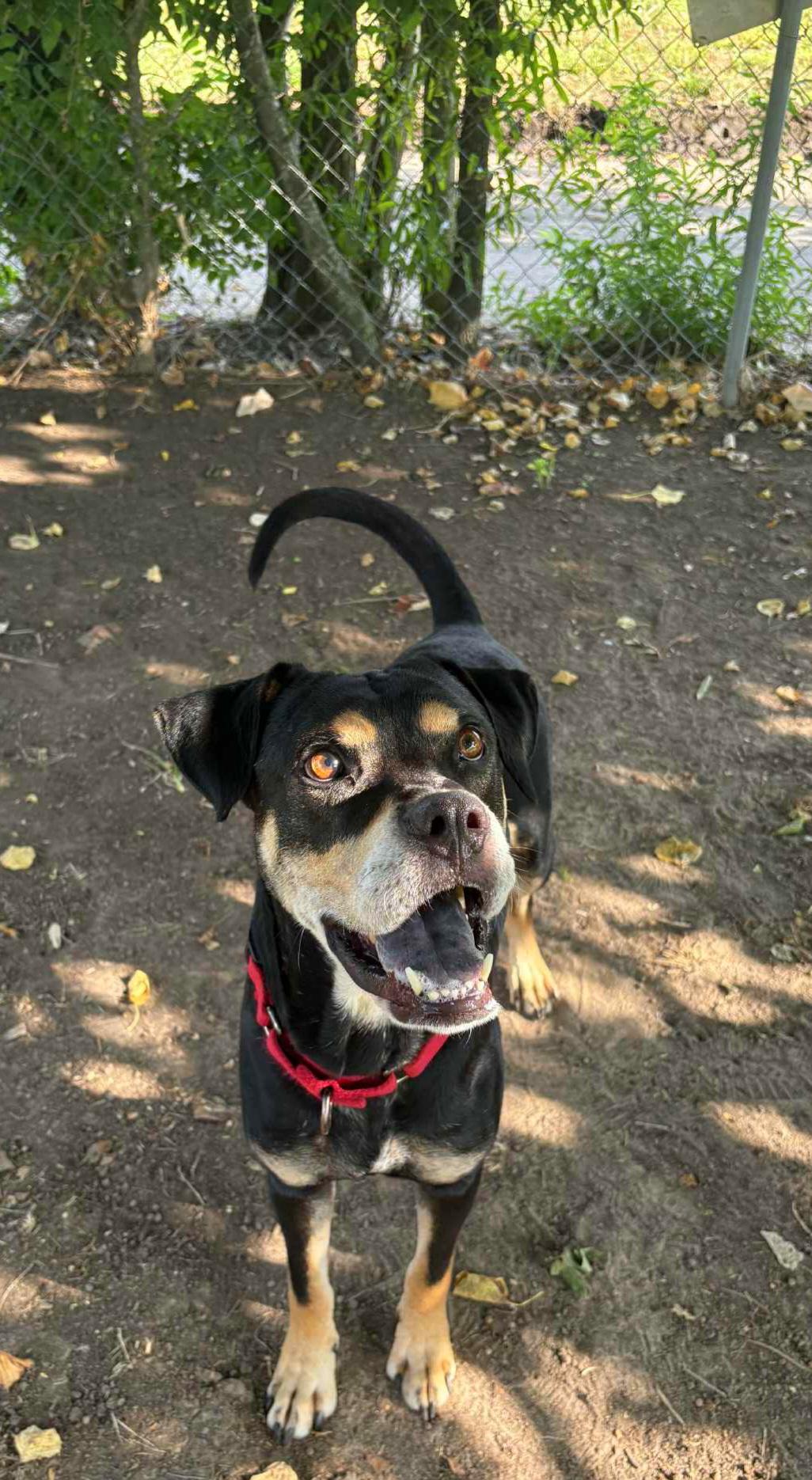 Enlarge Paco, a Adoptable mixed breed in Dickinson, TX image 2/5