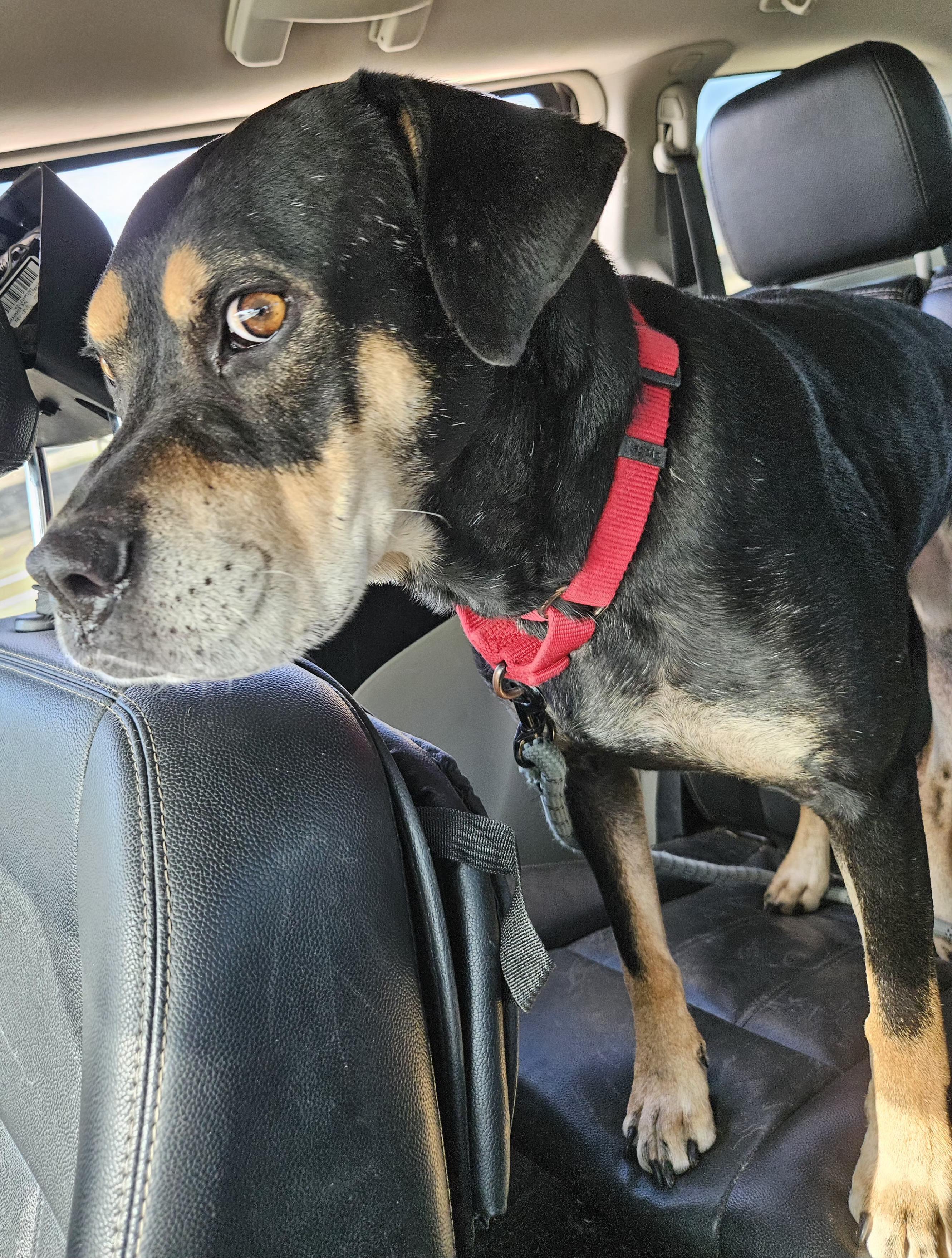 Enlarge Paco, a Adoptable mixed breed in Dickinson, TX image 3/5