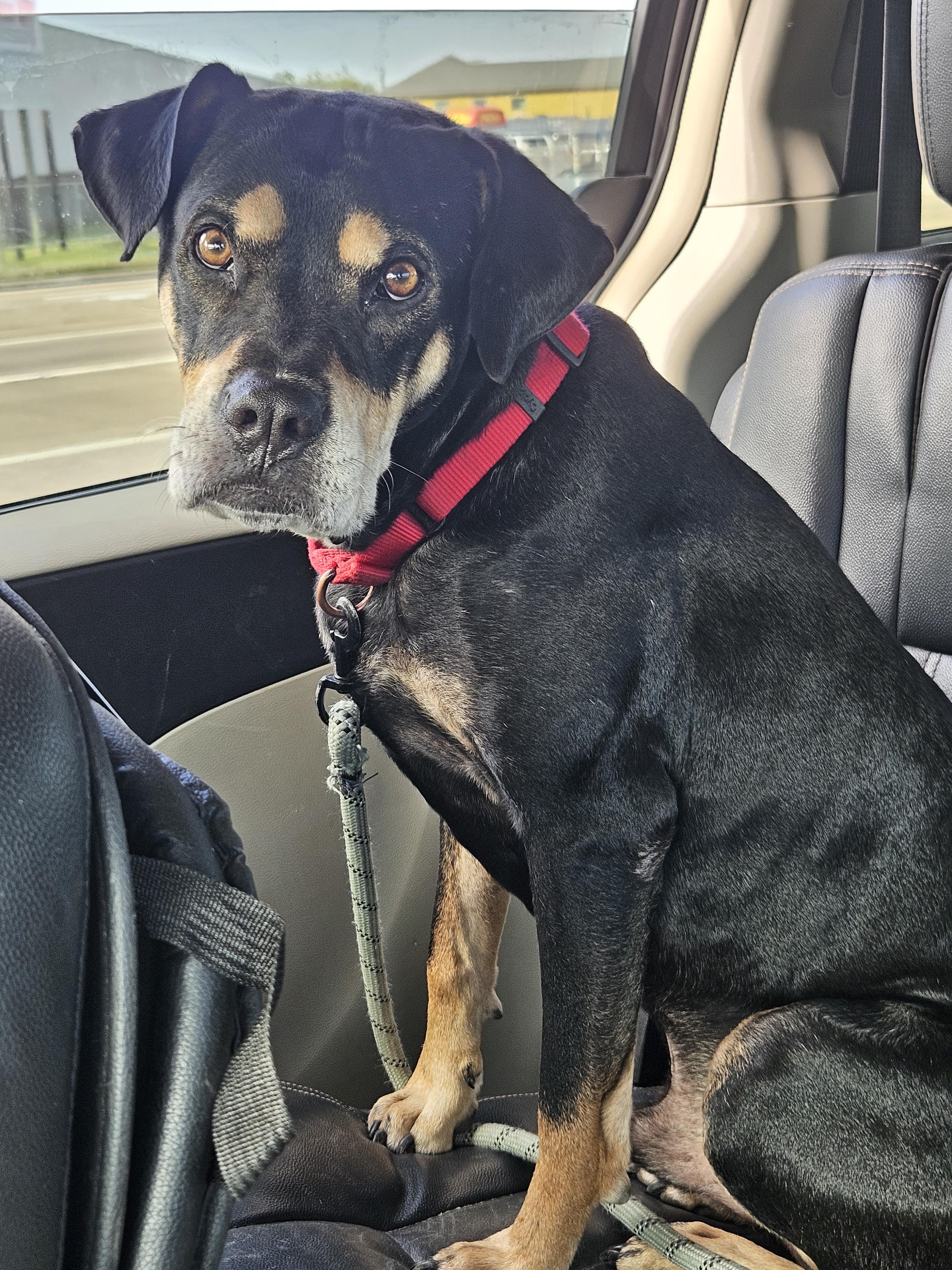 Enlarge Paco, a Adoptable mixed breed in Dickinson, TX image 1/5