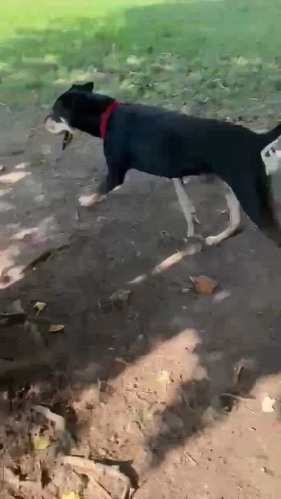 Enlarge Paco, a Adoptable mixed breed in Dickinson, TX video 5/5