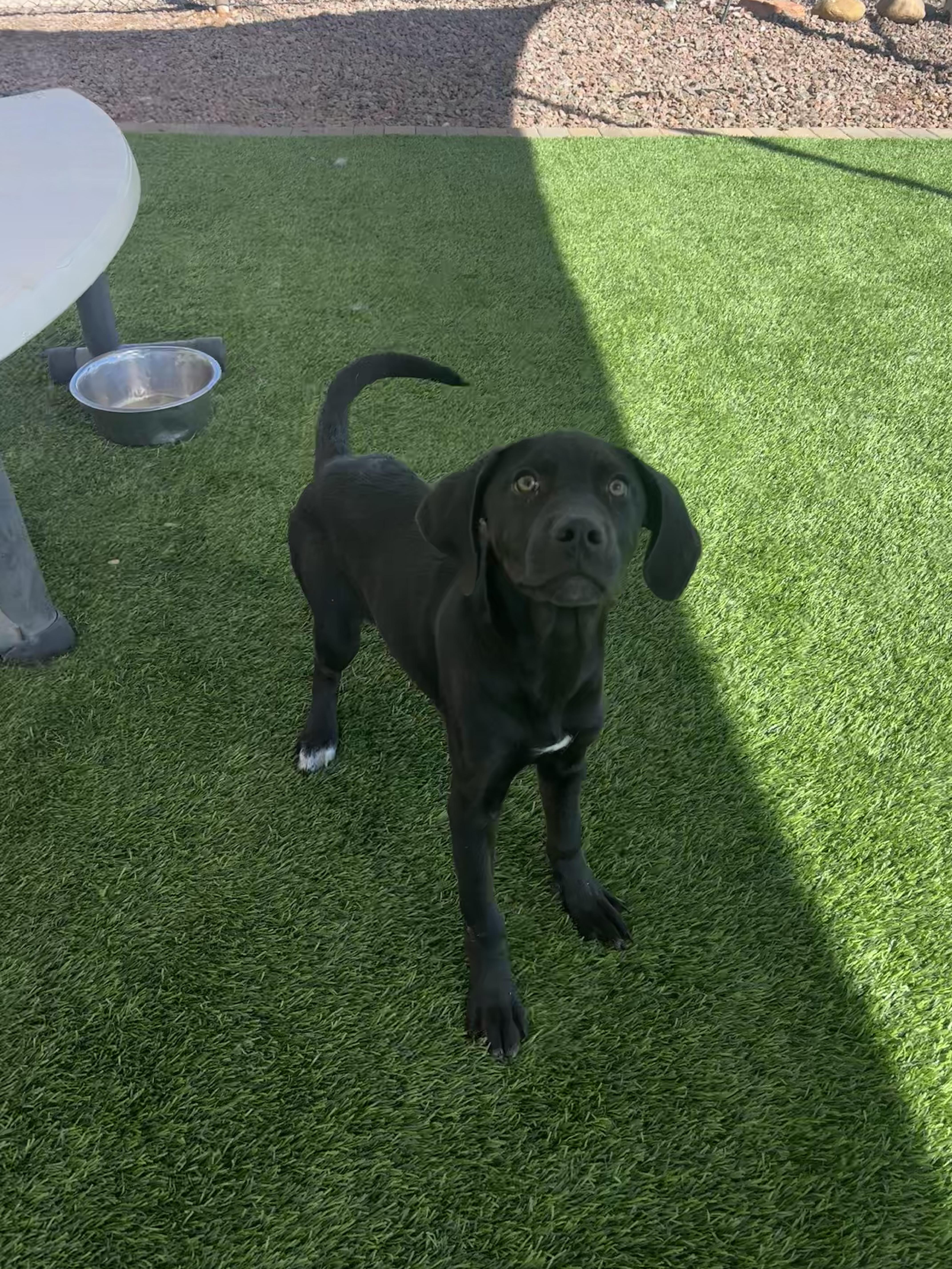 Enlarge Raven, a Adoptable mixed breed in Washington, UT image 2/3