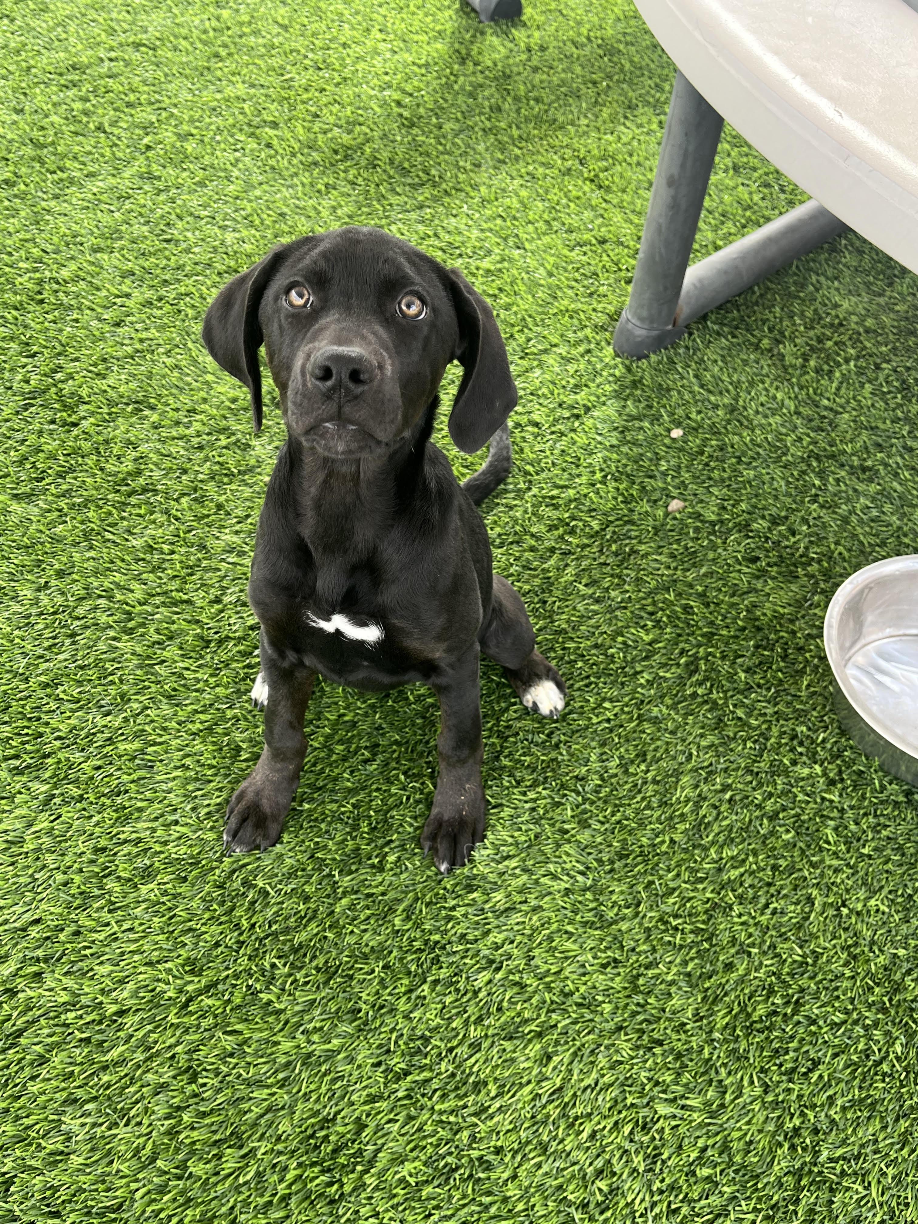 Raven, Adoptable, Puppy Female Black Labrador Retriever & Labrador Retriever.