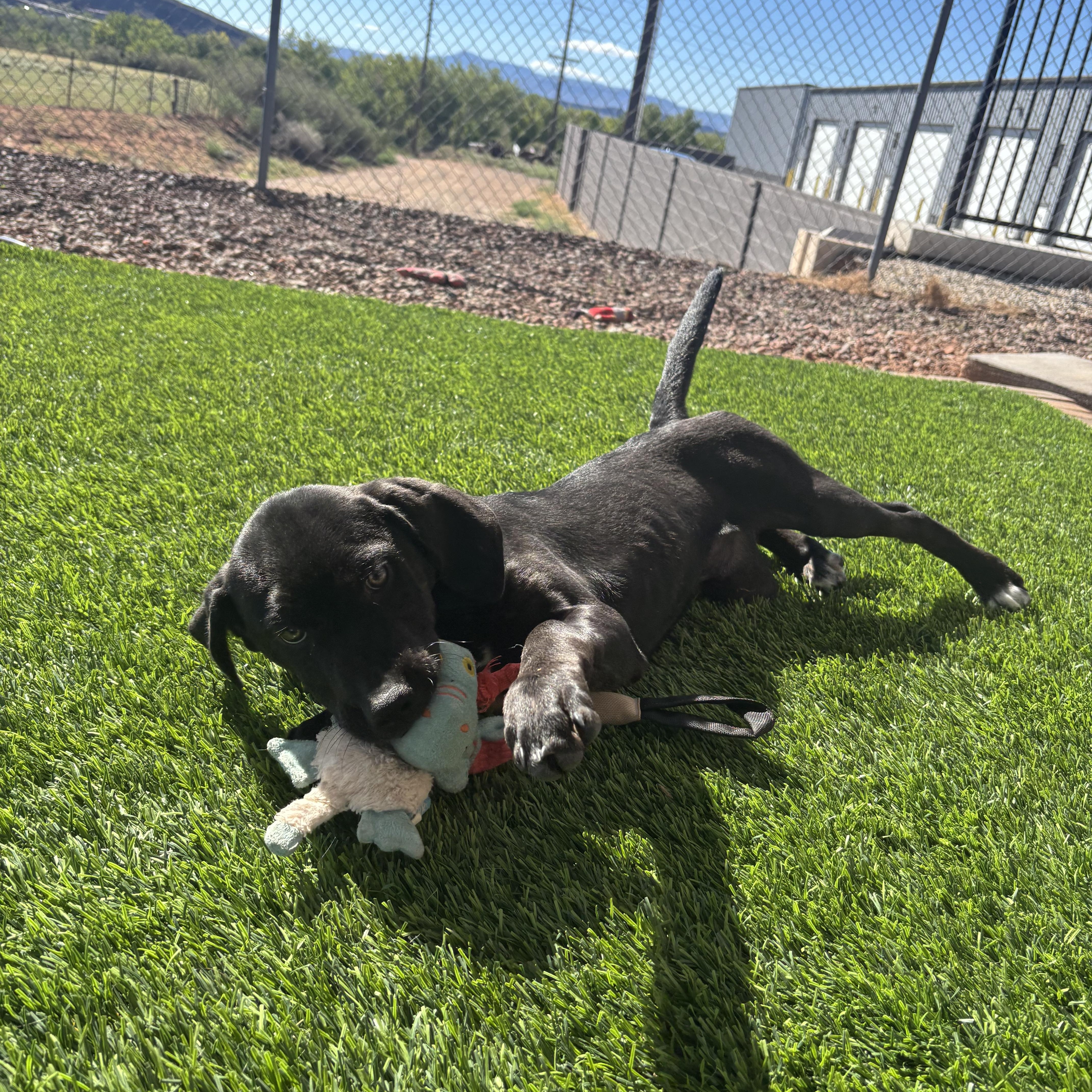 Enlarge Raven, a Adoptable mixed breed in Washington, UT image 3/3