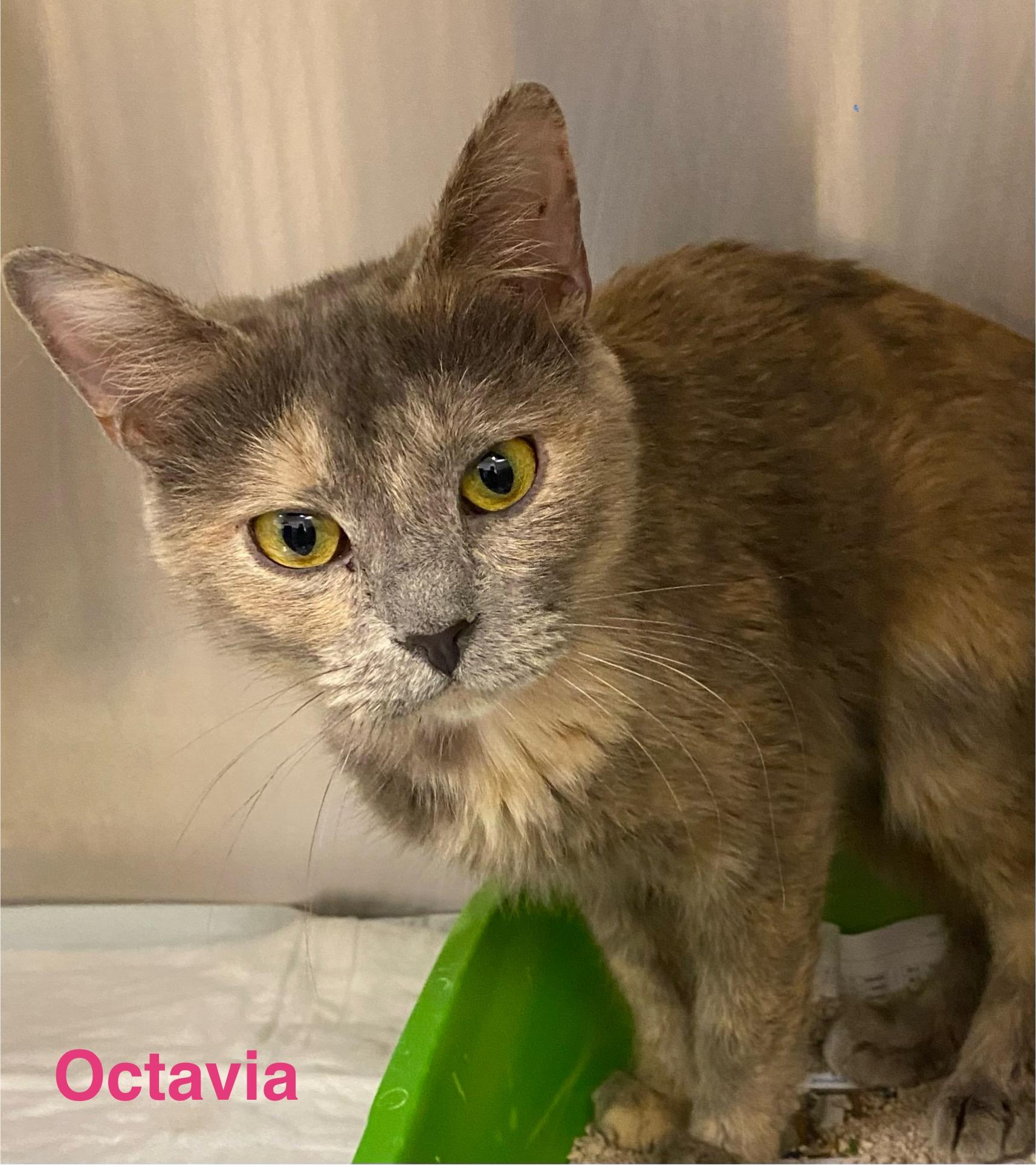 Enlarge Octavia, a ADOPTABLE Dilute Tortoiseshell in Las Vegas, NV image 1/1