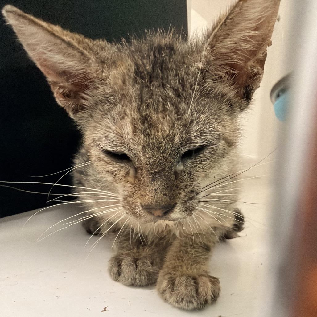 Pretzel, Adoptable, Kitten Female Domestic Short Hair.