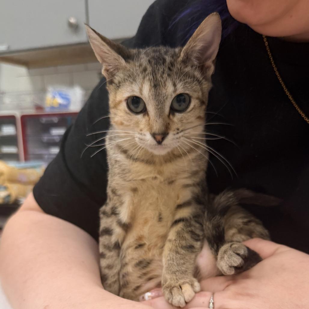 Enlarge Pretzel, a Adoptable Domestic Short Hair in Ponte Vedra Beach, FL image 2/2