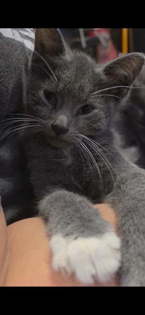 Enlarge Sybil-kitten-Courtesy Listing, a Adoptable Russian Blue in Rootstown, OH image 1/3