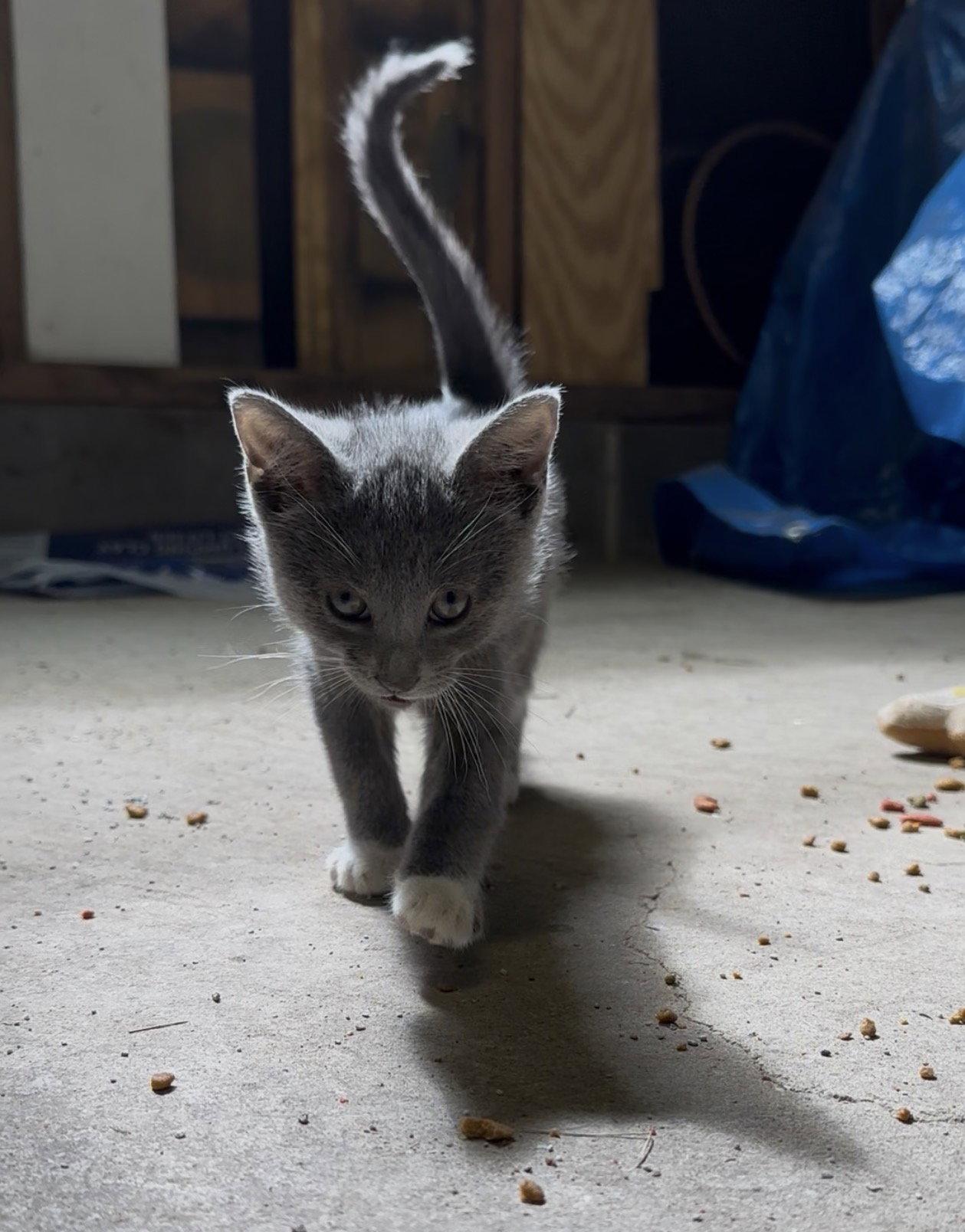 Enlarge Sybil-kitten-Courtesy Listing, a Adoptable Russian Blue in Rootstown, OH image 2/3