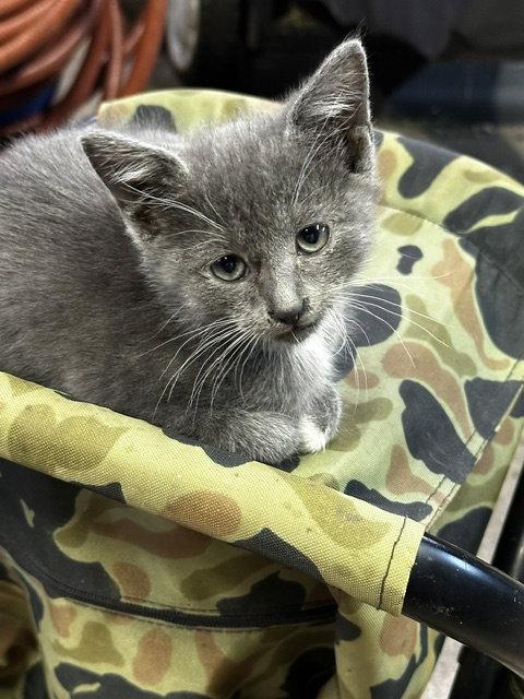 Enlarge Sybil-kitten-Courtesy Listing, a Adoptable Russian Blue in Rootstown, OH image 3/3