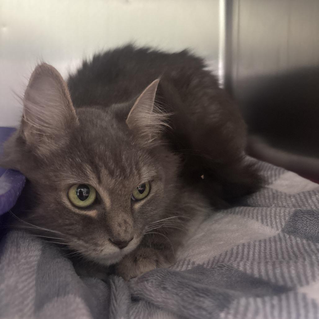 Enlarge Molly, a Adoptable Domestic Long Hair in Canastota, NY image 1/2