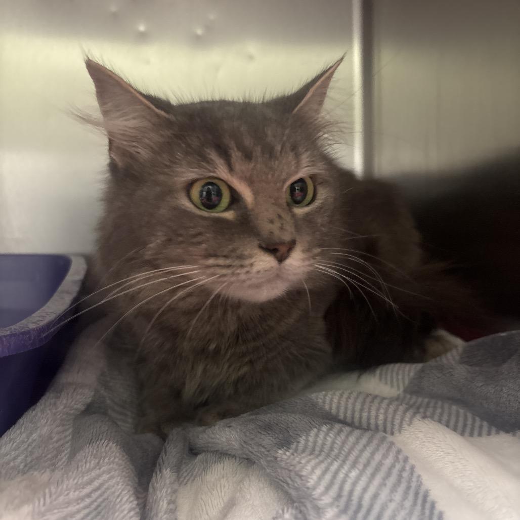 Enlarge Molly, a Adoptable Domestic Long Hair in Canastota, NY image 2/2