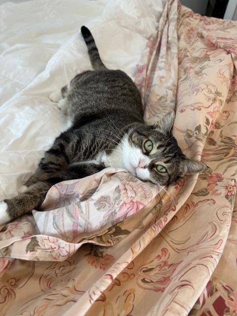 Katie, Adoptable, Adult Female Domestic Short Hair.