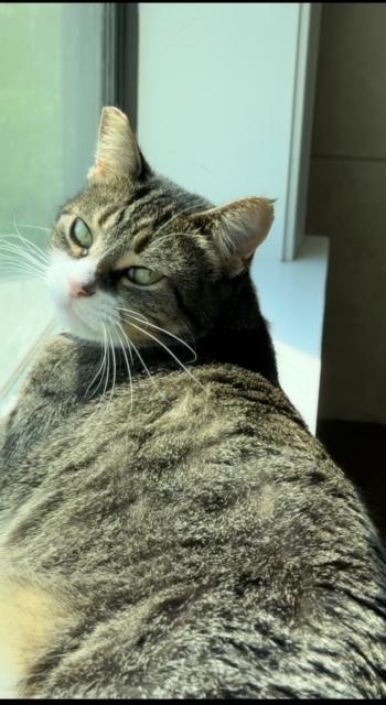 Enlarge Katie, a Adoptable mixed breed in Little Rock, AR image 2/2