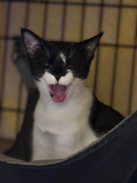 Mariko, a Adoptable Tuxedo in South San Francisco, CA image 1/4